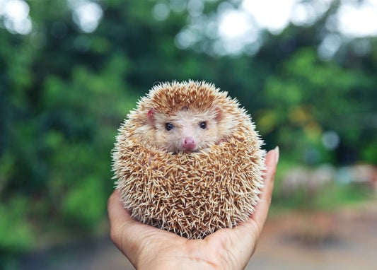 Igel zu einer stacheligen Kugel gerollt in einer offenen Hand