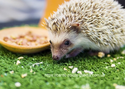 Stacheliger Igel schnüffelt im grünen Gras neben einem Holznapf mit Nüssen und Trockenfrüchten