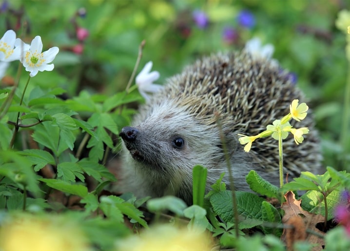 Igel schnuppert zwischen weißen Buschwindröschen und gelben Primeln