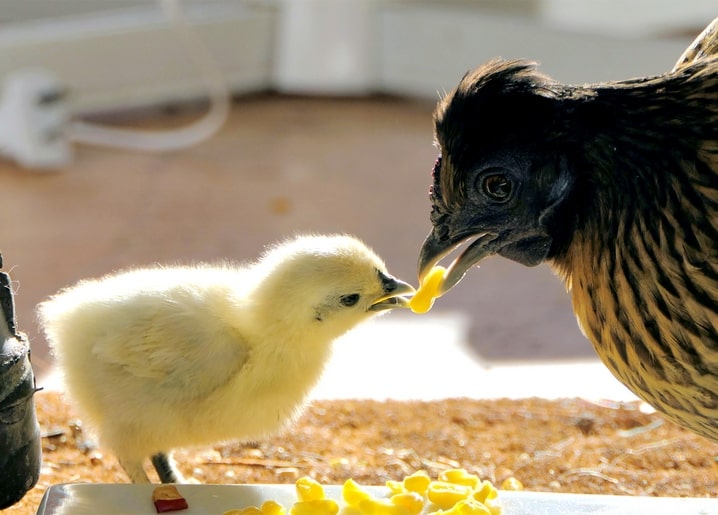 Gesprenkelte Henne füttert ein flauschiges gelbes Küken mit einem Maiskorn