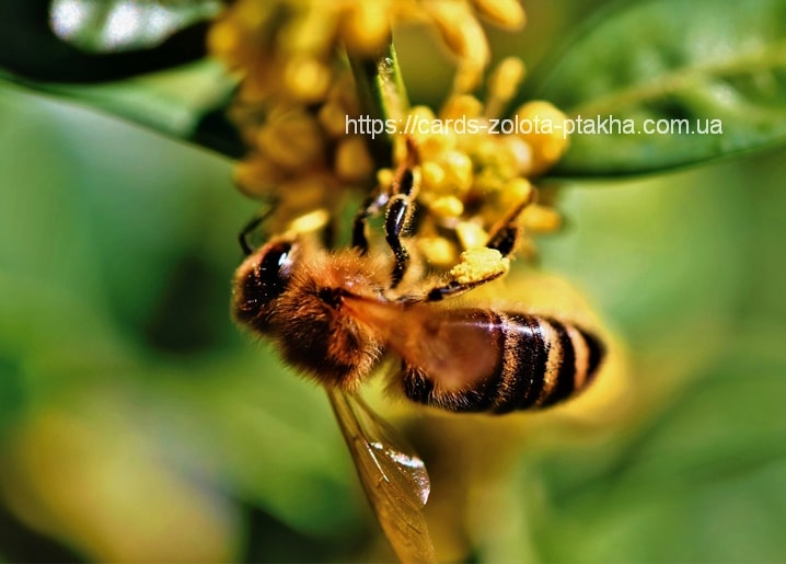 Honeybee gathering pollen on a cluster of yellow blossoms