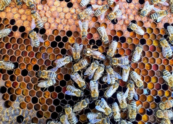 Nahaufnahme von Bienen auf Honigwabenzellen voller bunter Pollen