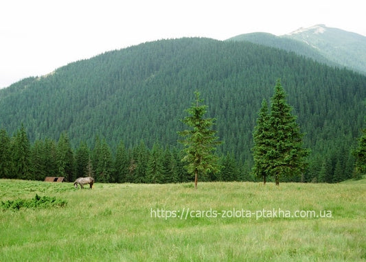 Horse grazing in a green Carpathian mountain meadow with fir trees and a wooden hut