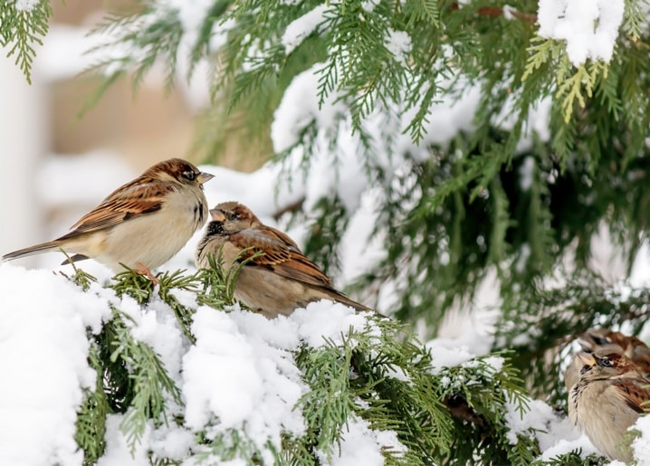 Drei Haussperlinge auf einem schneebedeckten Nadelzweig