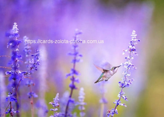 Kolibri im Flug neben blau-violetten Blütenähren mit Bokeh-Hintergrund