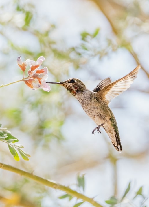 Kolibri im Flug beim Nektarsaugen an einer blassrosa Blüte
