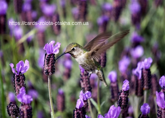 Kolibri schwebt mit Schnabel in einer Ähre Schopflavendel