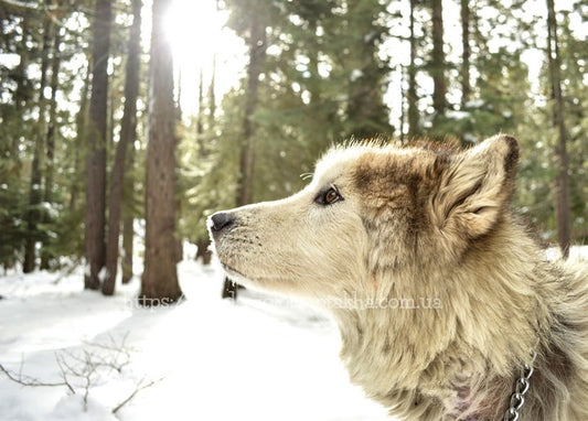 Nahaufnahme eines Husky-Profils im sonnendurchfluteten, verschneiten Kiefernwald