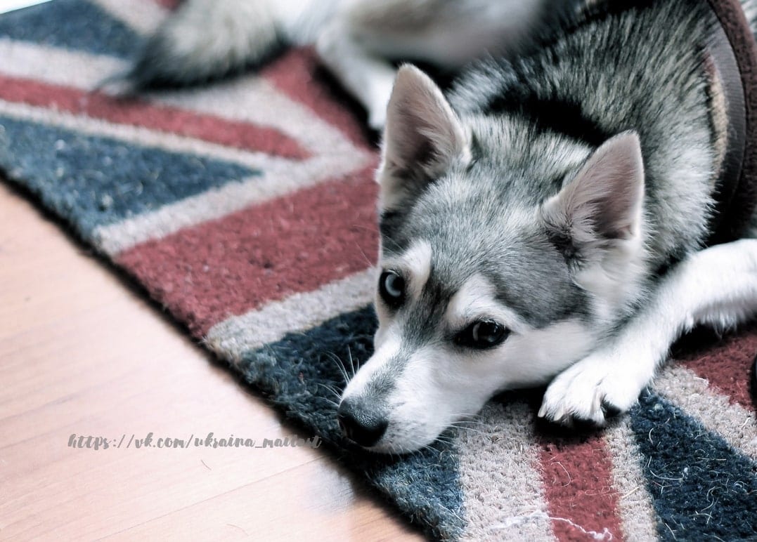 Сіро-біле цуценя хаскі лежить на килимку з британським прапором