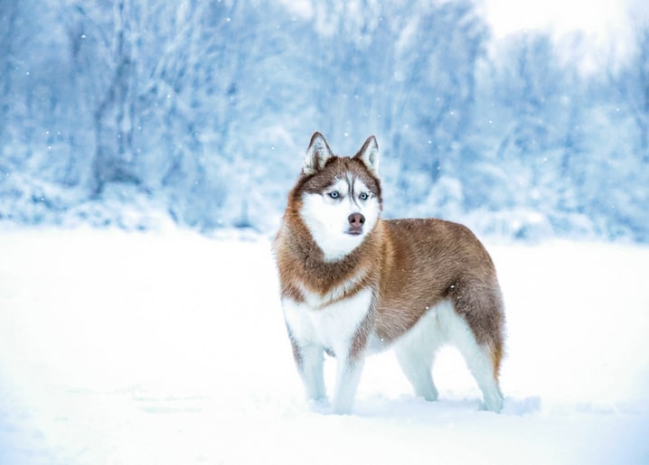 Sibirischer Husky steht wachsam im fallenden Schnee