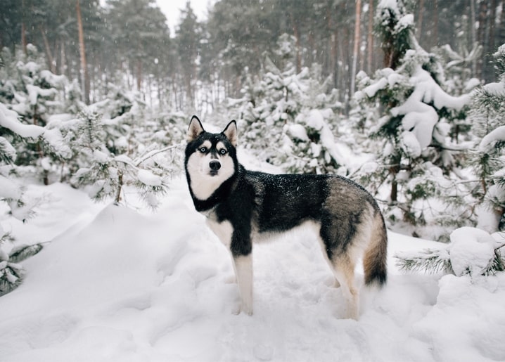 Husky steht in einem verschneiten Kiefernwald bei Schneefall