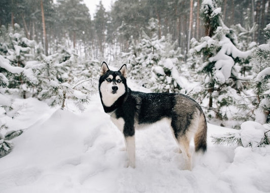 Husky steht in einem verschneiten Kiefernwald bei Schneefall