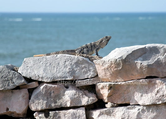 Leguan sonnt sich auf Küstenfelsen vor türkisfarbenem Meer