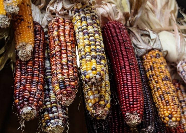 Multicolored ornamental Indian corn cobs with husks peeled back
