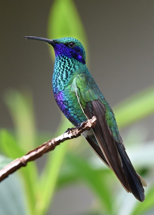 Kolibri mit schillerndem grün-violettem Gefieder auf einem Zweig vor grünen Blättern
