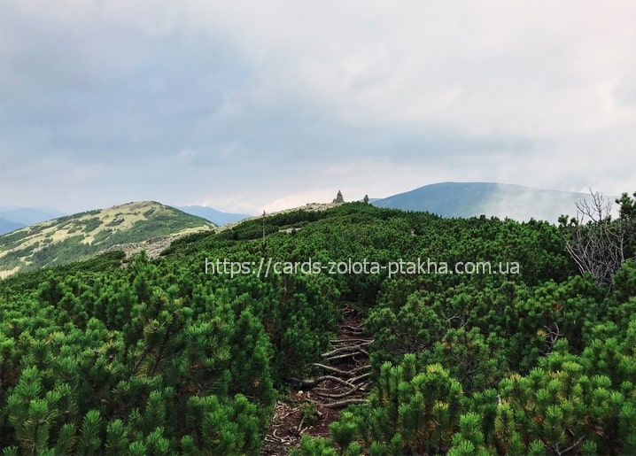 Green summer ridge with dwarf pine and a hiking trail in the Ivano-Frankivsk Carpathians