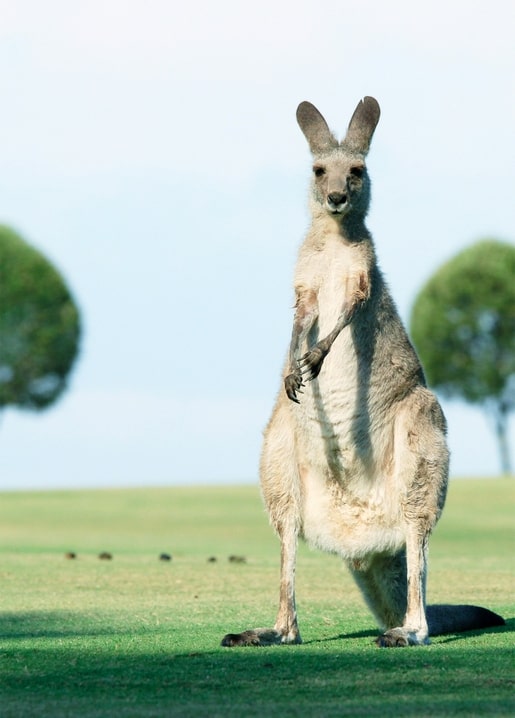 Graues Känguru steht aufrecht im Gras und blickt in die Kamera