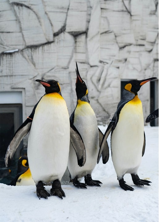 Three king penguins standing in the snow in front of an icy rock wall, one with beak raised