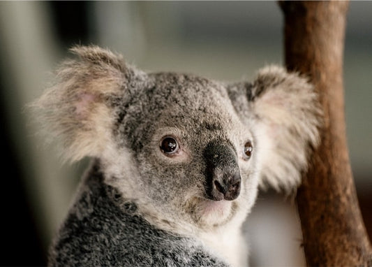 Nahaufnahme eines Koala-Gesichts mit flauschigen Ohren und dunkler Nase