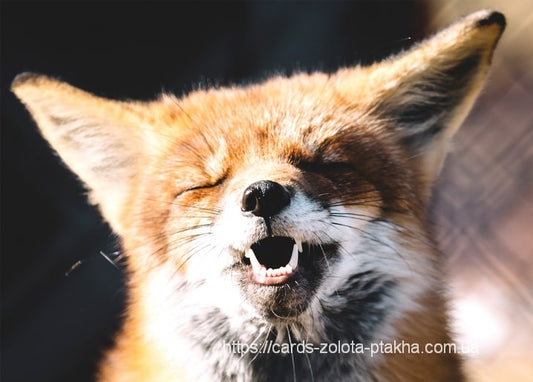 Rotfuchs mit geschlossenen Augen und weit geöffnetem Maul, wie lachend