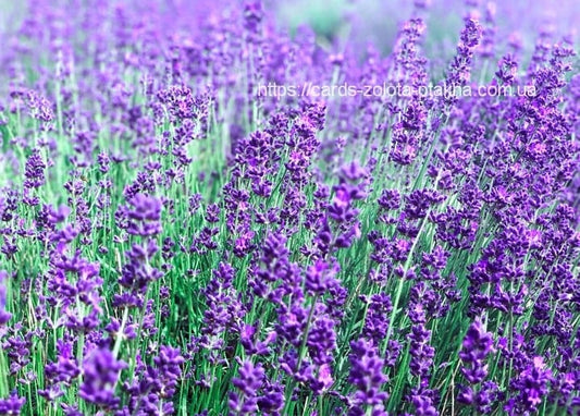 Nahaufnahme eines blühenden Lavendelfelds mit violetten Blütenähren