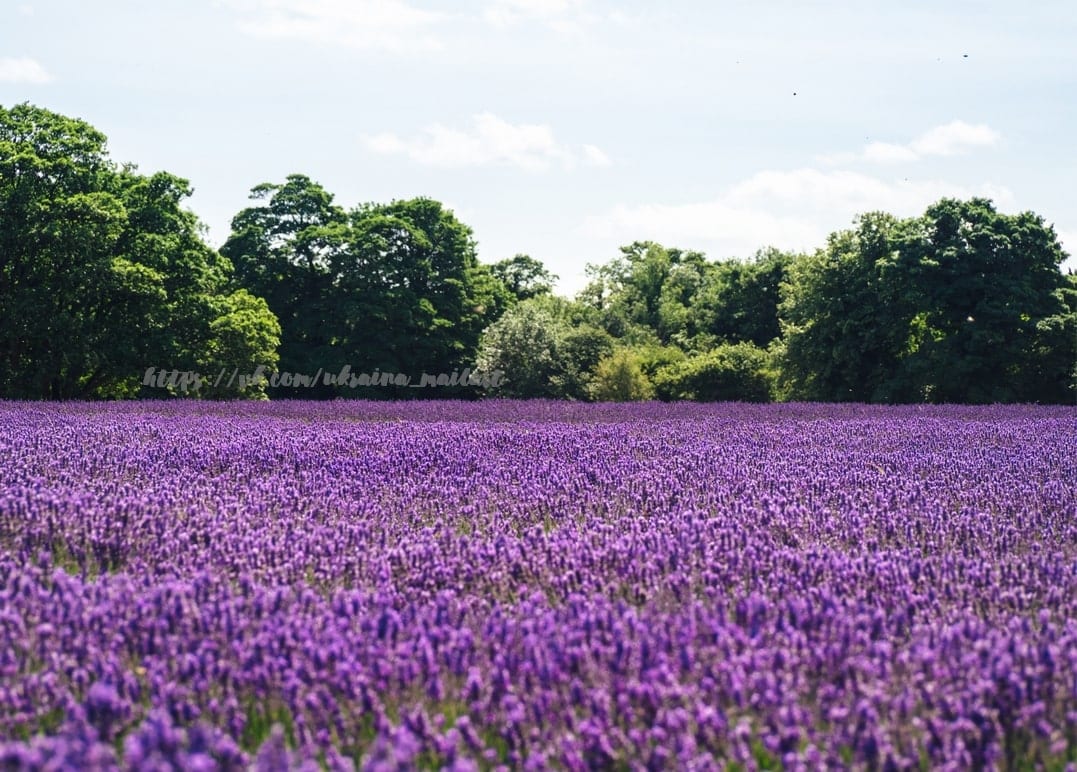 Feld mit blühendem violettem Lavendel, das sich bis zum Waldrand unter Sommerhimmel erstreckt