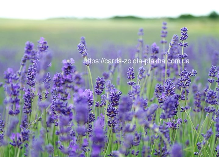 Reihen violetten Lavendels in voller Blüte, die sich bis zum Horizont ziehen