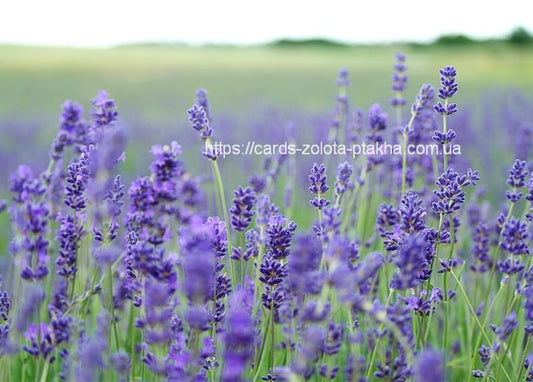 Reihen violetten Lavendels in voller Blüte, die sich bis zum Horizont ziehen