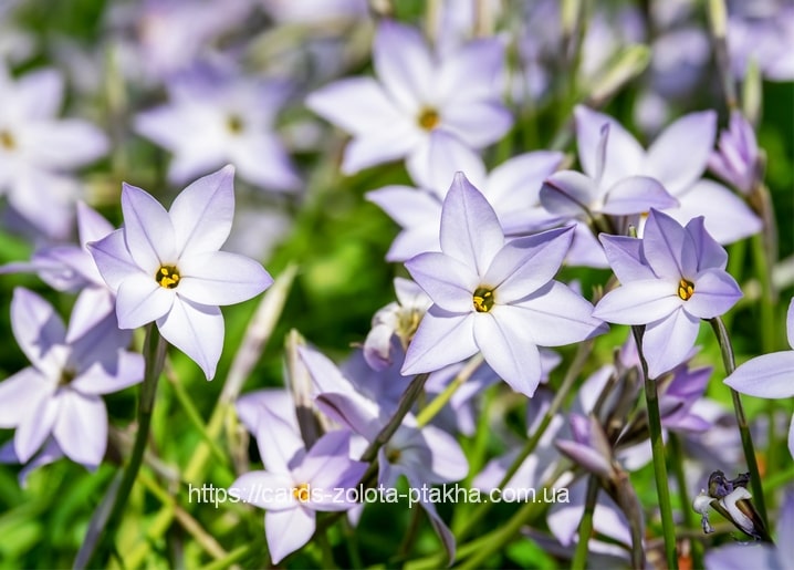 Cluster of pale lavender starflowers with yellow centers in green grass