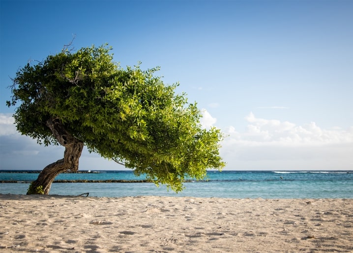 Windschiefer Baum über weißem Sandstrand und türkisfarbenem Meer
