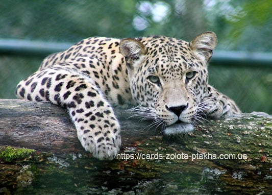 Leopard liegt mit gekreuzten Pfoten auf einem bemoosten Baumstamm und blickt in die Kamera
