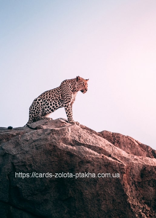 Leopard sitzt auf einem Felsen im goldenen Abendlicht