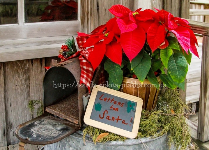 Alter Briefkasten mit Kreidetafel-Schild für Wunschzettel neben rotem Weihnachtsstern und Tannengrün