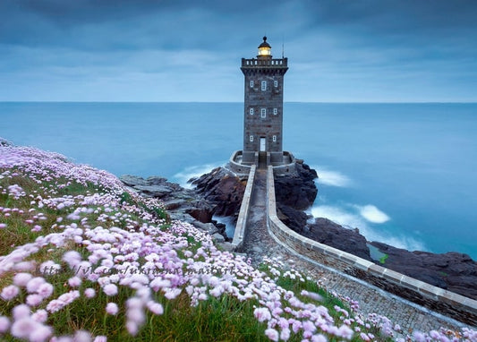 Steinerner Leuchtturm mit Damm zum Ufer, im Vordergrund blühende rosa Strandnelken