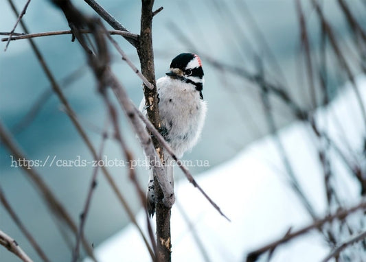 Flauschiger kleiner Vogel mit schwarzer Kappe auf einem kahlen Zweig im Winter