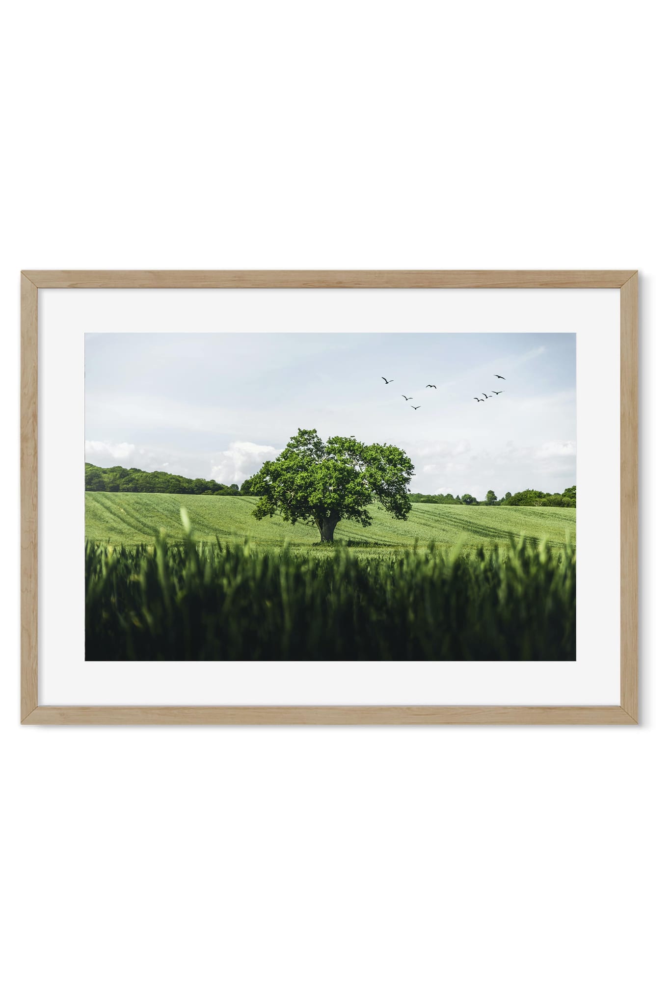 Photo poster of a lone oak tree in a green field with a flock of birds flying overhead