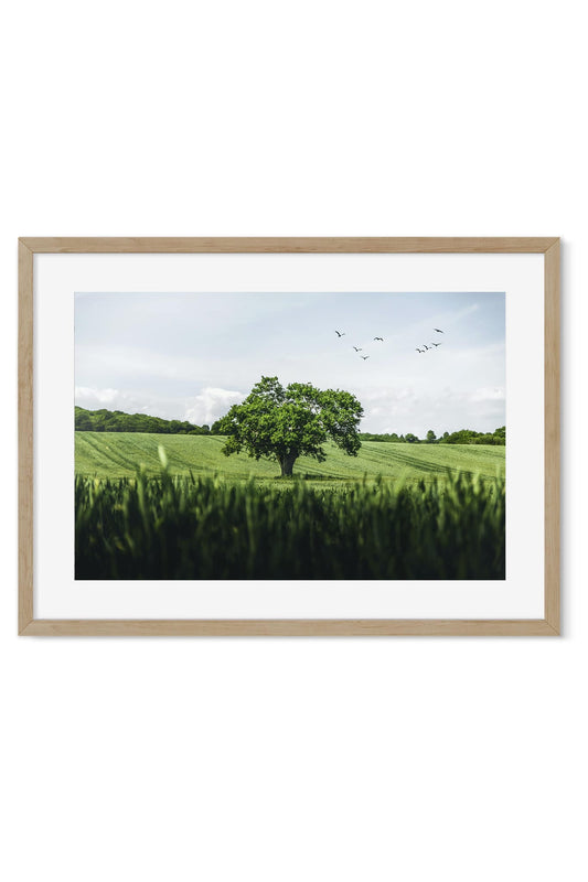 Photo poster of a lone oak tree in a green field with a flock of birds flying overhead