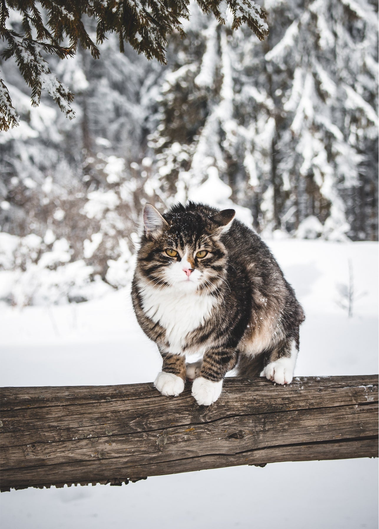 Langhaarige getigerte Katze mit Schnee im Fell sitzt auf einem Baumstamm im Winterwald