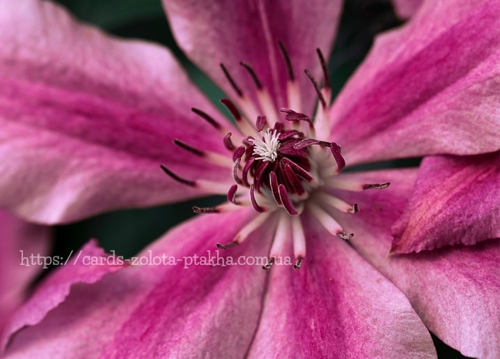 Makroaufnahme einer magentafarbenen Clematis-Blüte mit dunkelroten Staubgefäßen