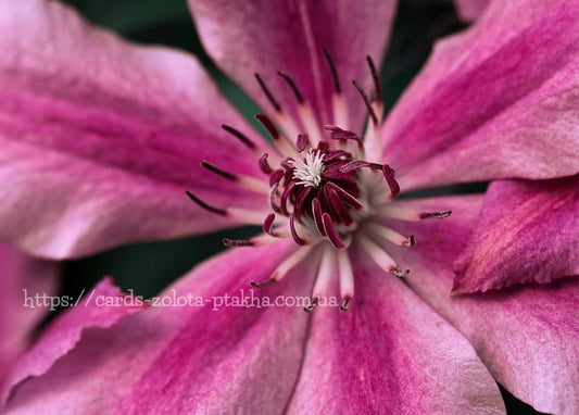 Makroaufnahme einer magentafarbenen Clematis-Blüte mit dunkelroten Staubgefäßen