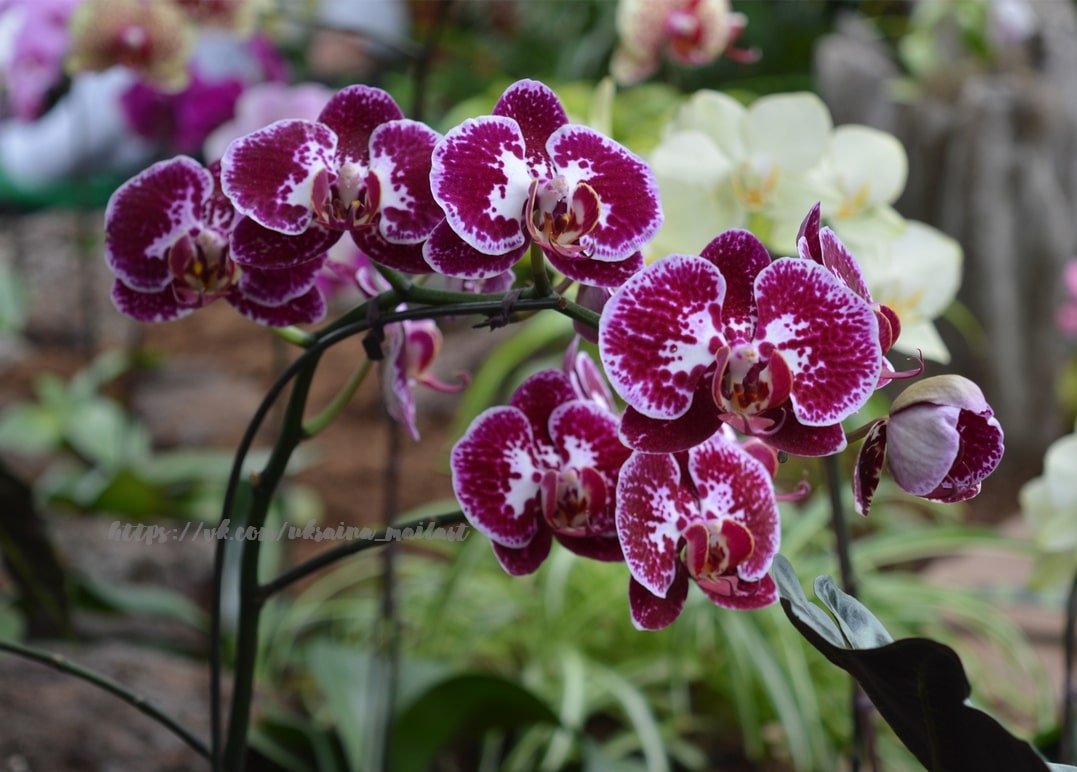 Magentafarbene, weiß gefleckte Orchideenblüten vor verschwommenen Orchideen