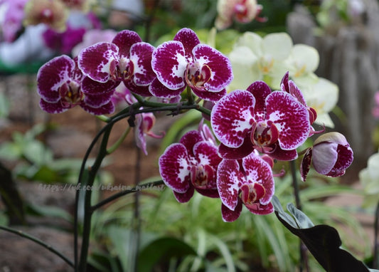 Magentafarbene, weiß gefleckte Orchideenblüten vor verschwommenen Orchideen