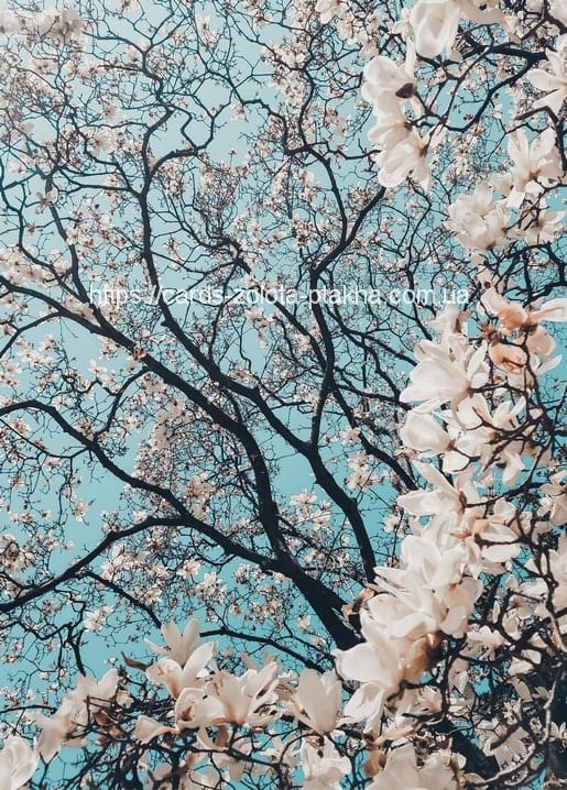 Bare magnolia branches with blossoms against a turquoise spring sky