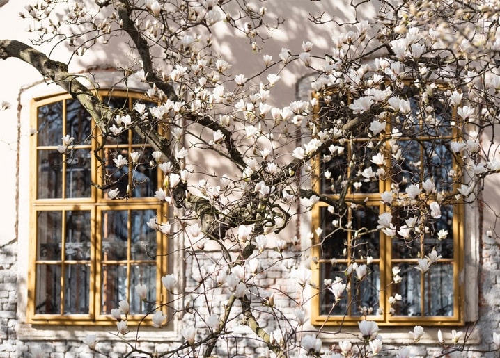 Blooming magnolia branches in front of a vintage building with gold-framed windows