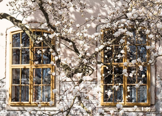 Blühende Magnolienzweige vor einem historischen Gebäude mit goldgerahmten Fenstern