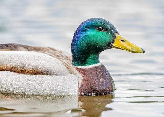 Stockenten-Erpel schwimmt auf ruhigem Wasser, Nahaufnahme von grünem Kopf und gelbem Schnabel.