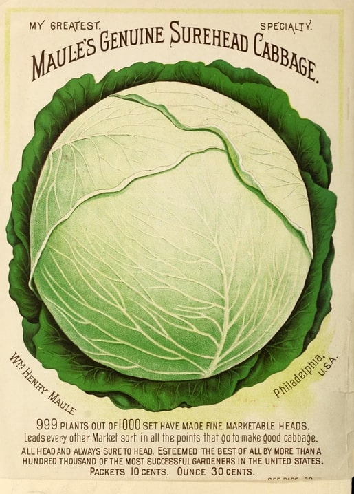 Вінтажна обкладинка каталогу Maule's Genuine Surehead Cabbage з великим качаном капусти