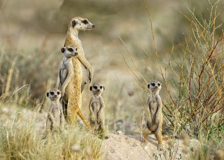 Erdmännchen-Familie auf einem Sandhügel, Mutter hält Wache mit Jungtier und drei weiteren