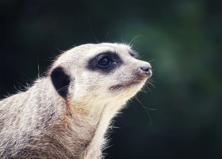Close-up profile portrait of a meerkat against a blurred dark green background