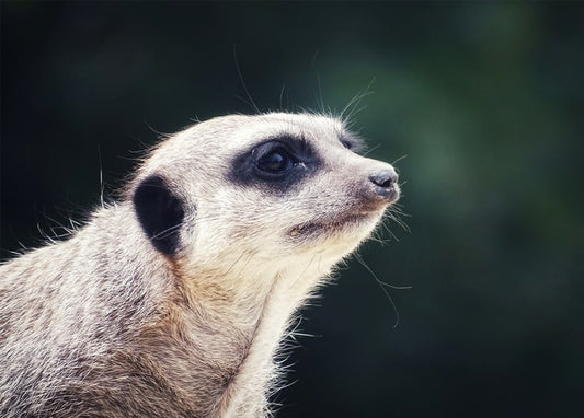 Nahaufnahme eines Erdmännchens im Profil vor dunkelgrünem Bokeh